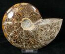 Cleoniceras Ammonite Fossil - Madagascar #16944-1